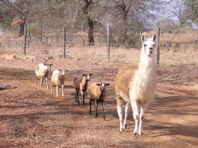 Following The Leader